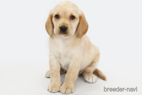 成約済の神奈川県のミックス犬-316965の1枚目